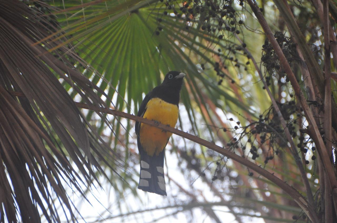 Sabal Beach Hotel Monkey River Town Buitenkant foto